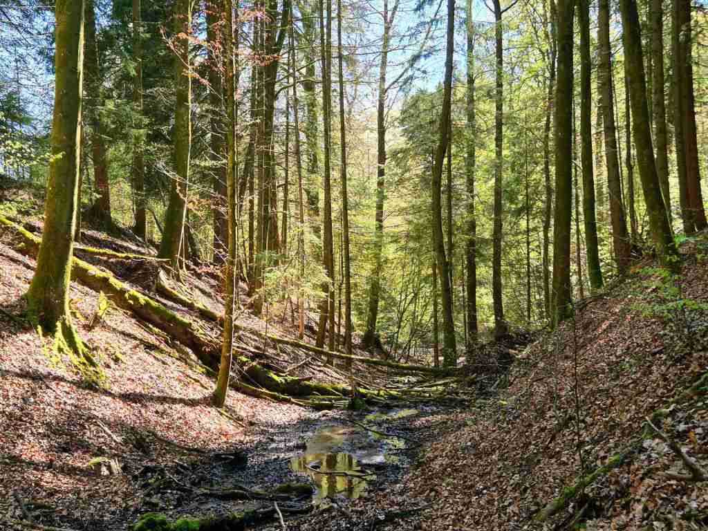 Waldverkauf-Mainhardt_17