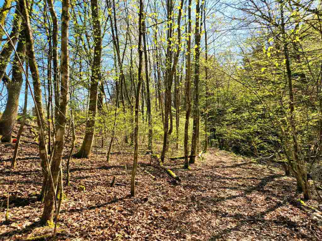 Waldverkauf-Mainhardt_18