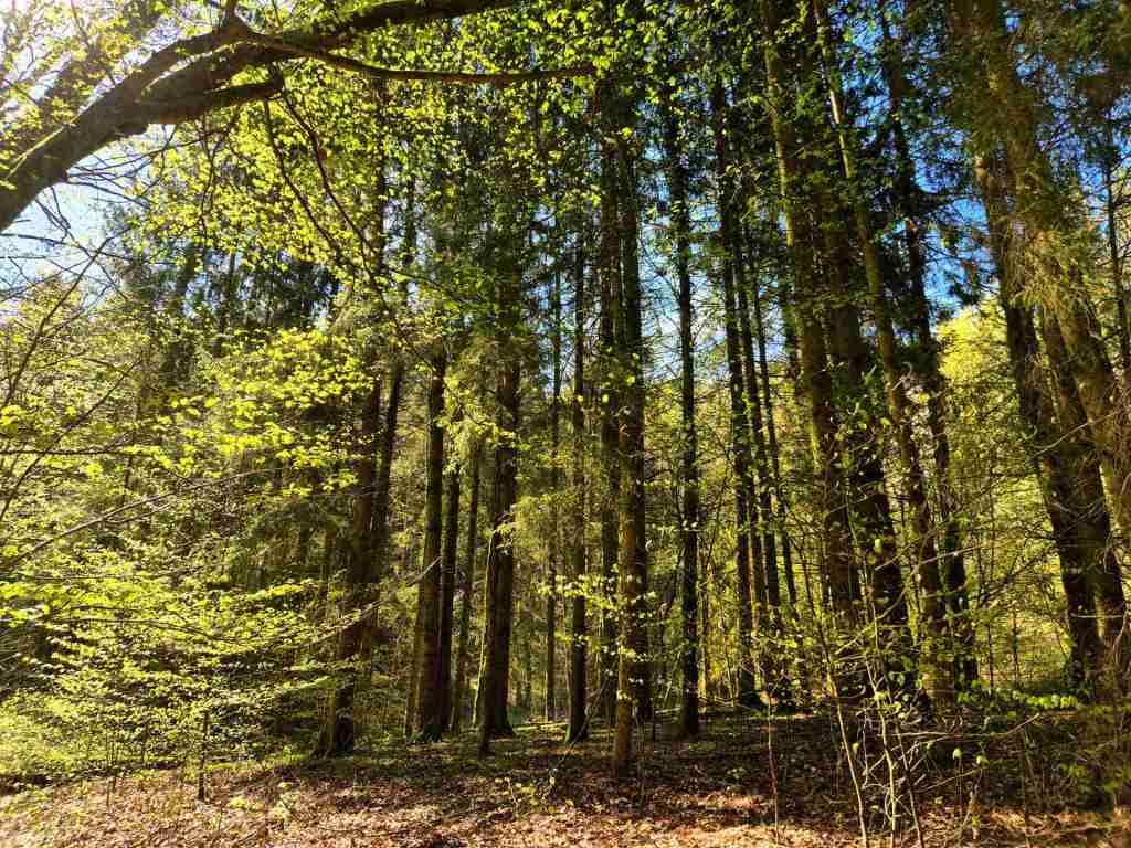 Waldverkauf-Mainhardt_19