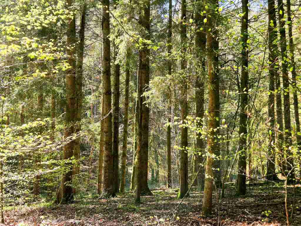 Waldverkauf-Mainhardt_20