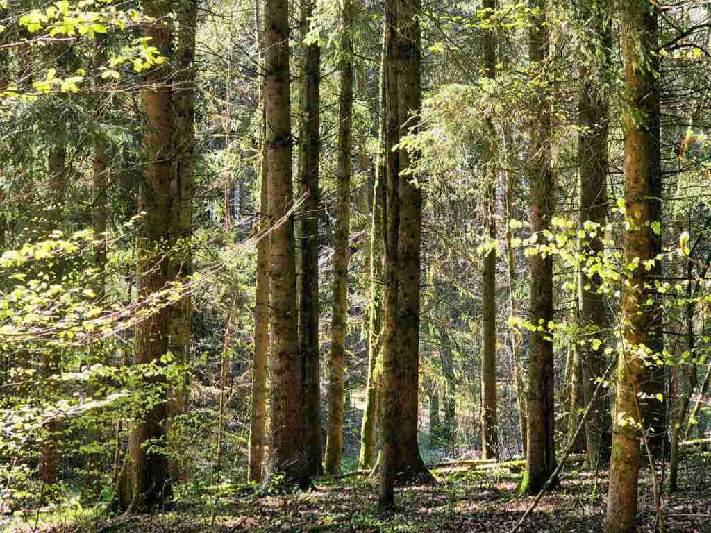 Waldverkauf-Mainhardt_21