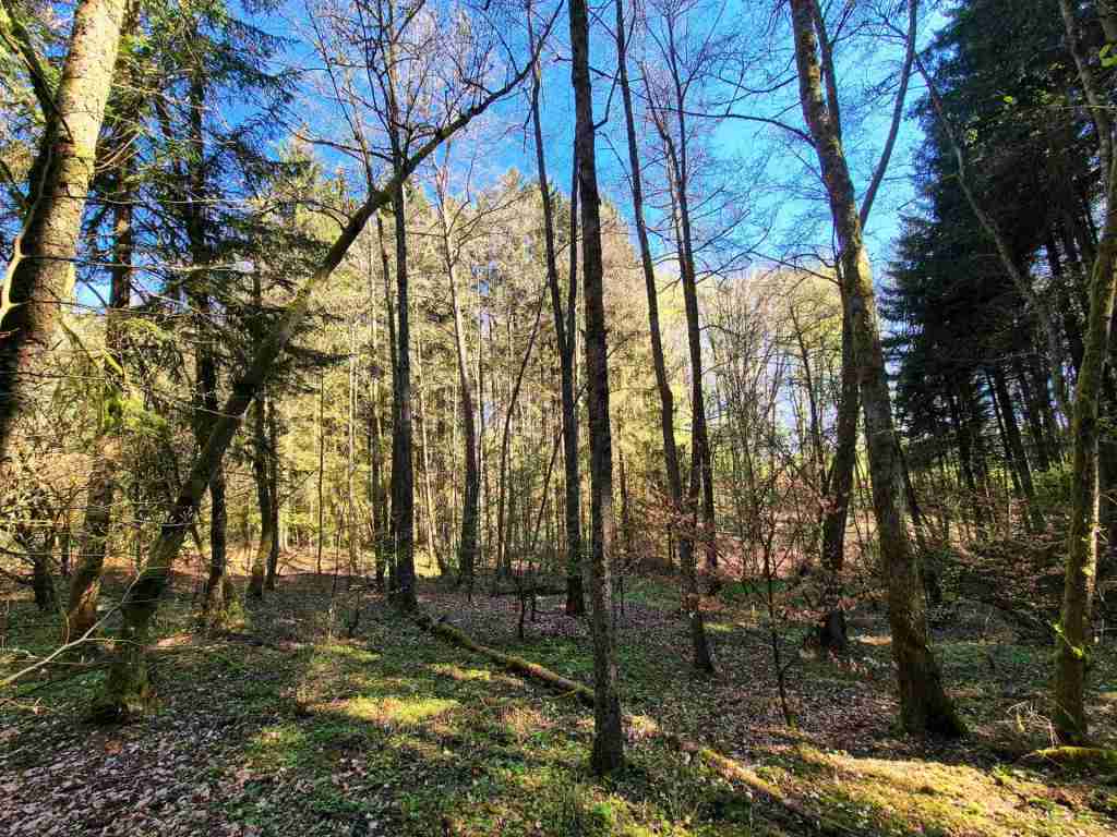 Waldverkauf-Mainhardt_22