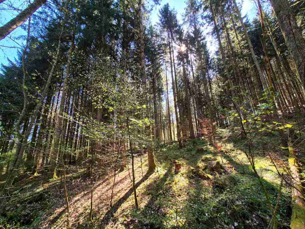 Waldverkauf-Mainhardt_23