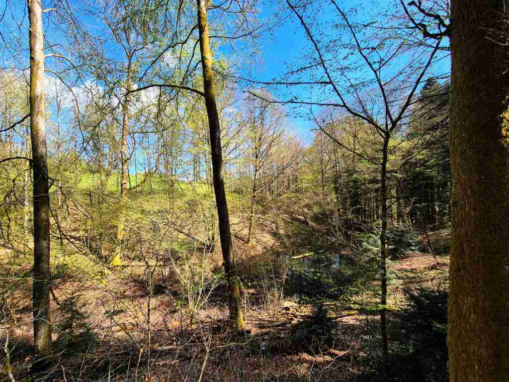 Waldverkauf-Mainhardt_31
