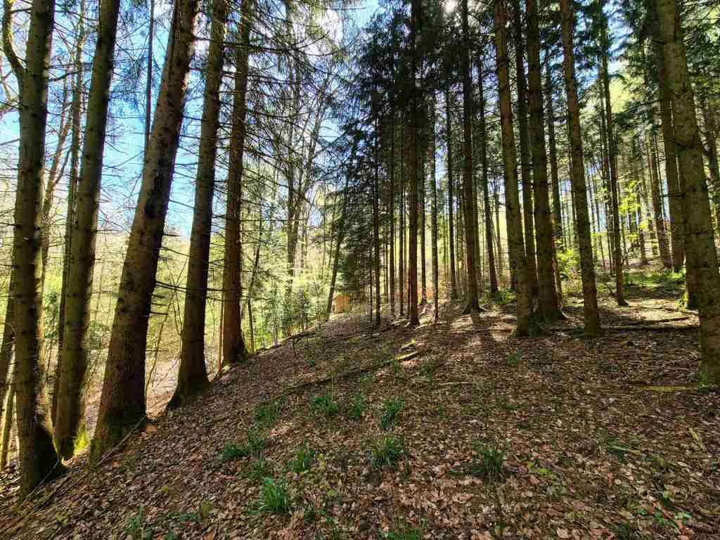 Waldverkauf-Mainhardt_33