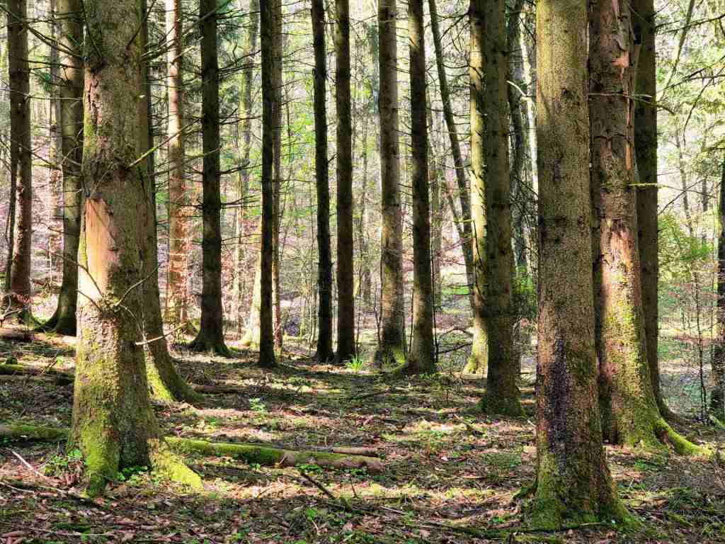 Waldverkauf-Mainhardt_34