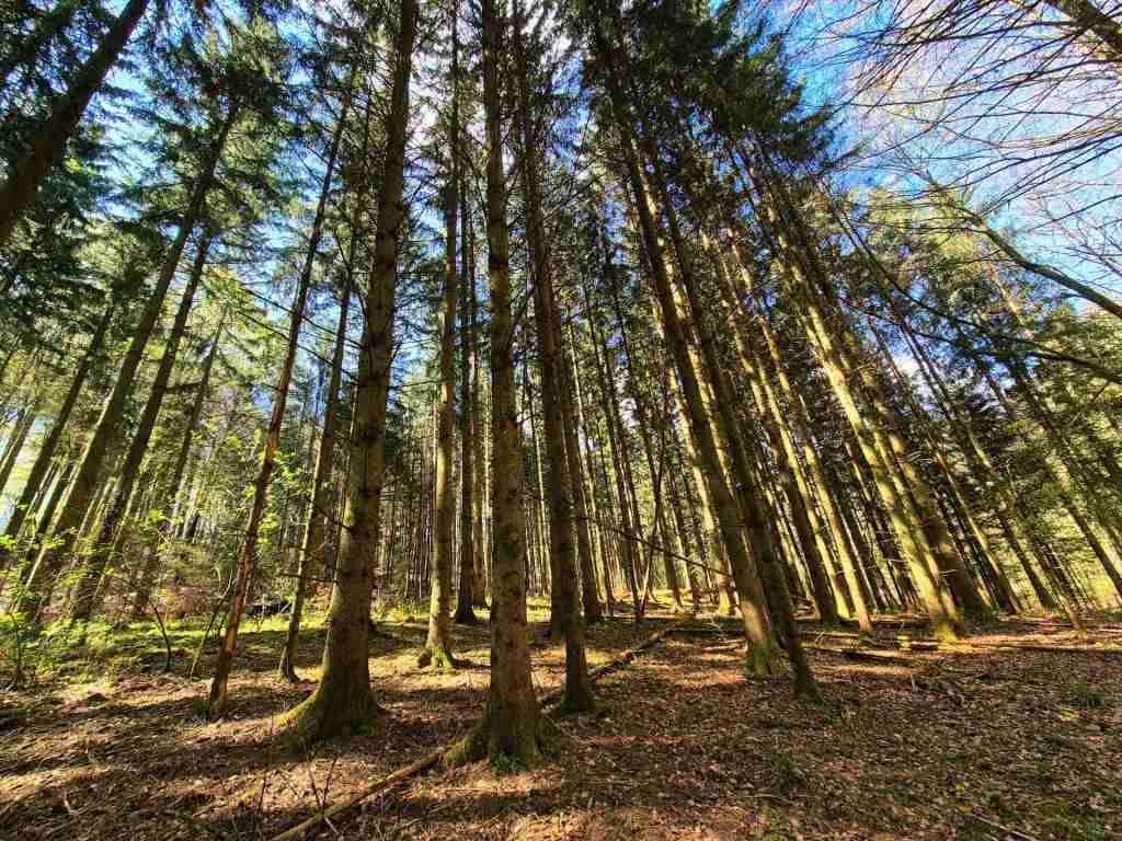 Waldverkauf-Mainhardt_35