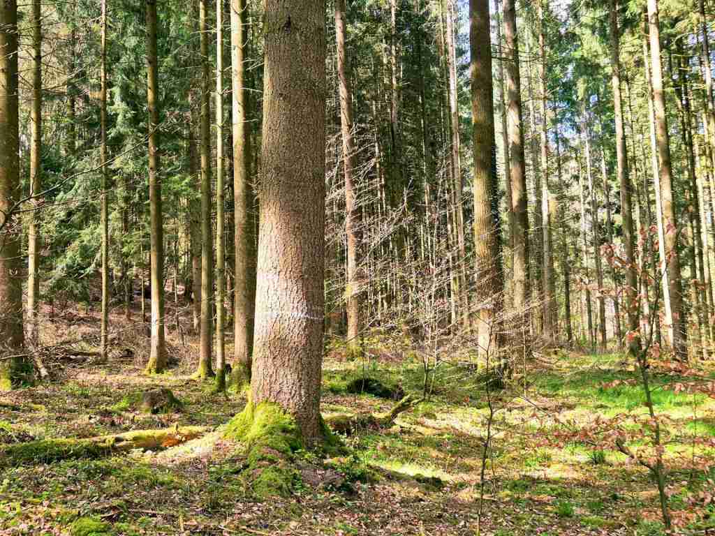 Waldverkauf-Mainhardt_36