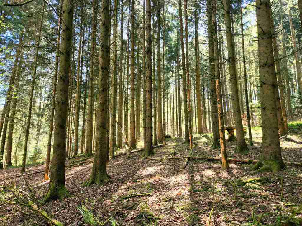 Waldverkauf-Mainhardt_37
