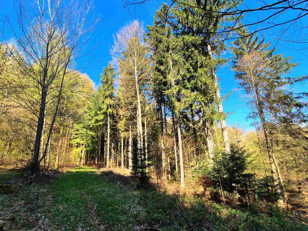 Waldverkauf-Mainhardt_38